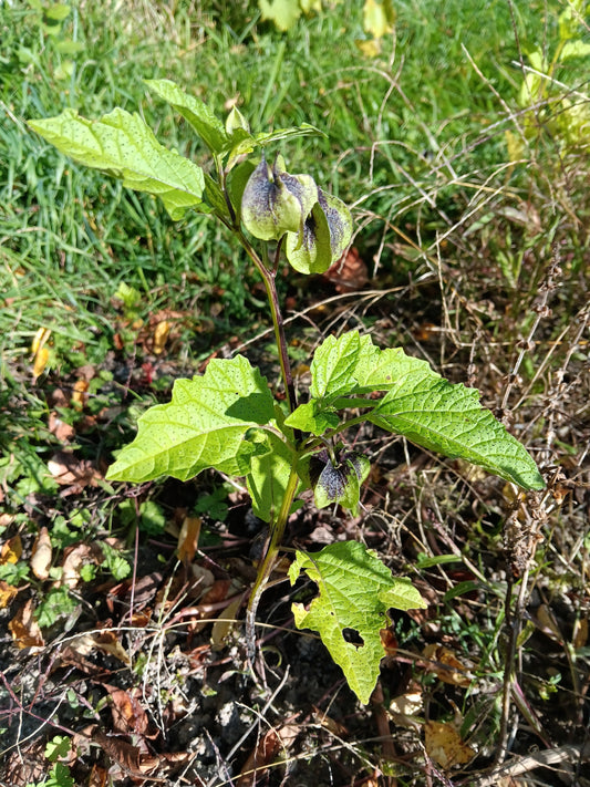 Pomme du Pérou (Nicandra Physalodes Lilas bleu)