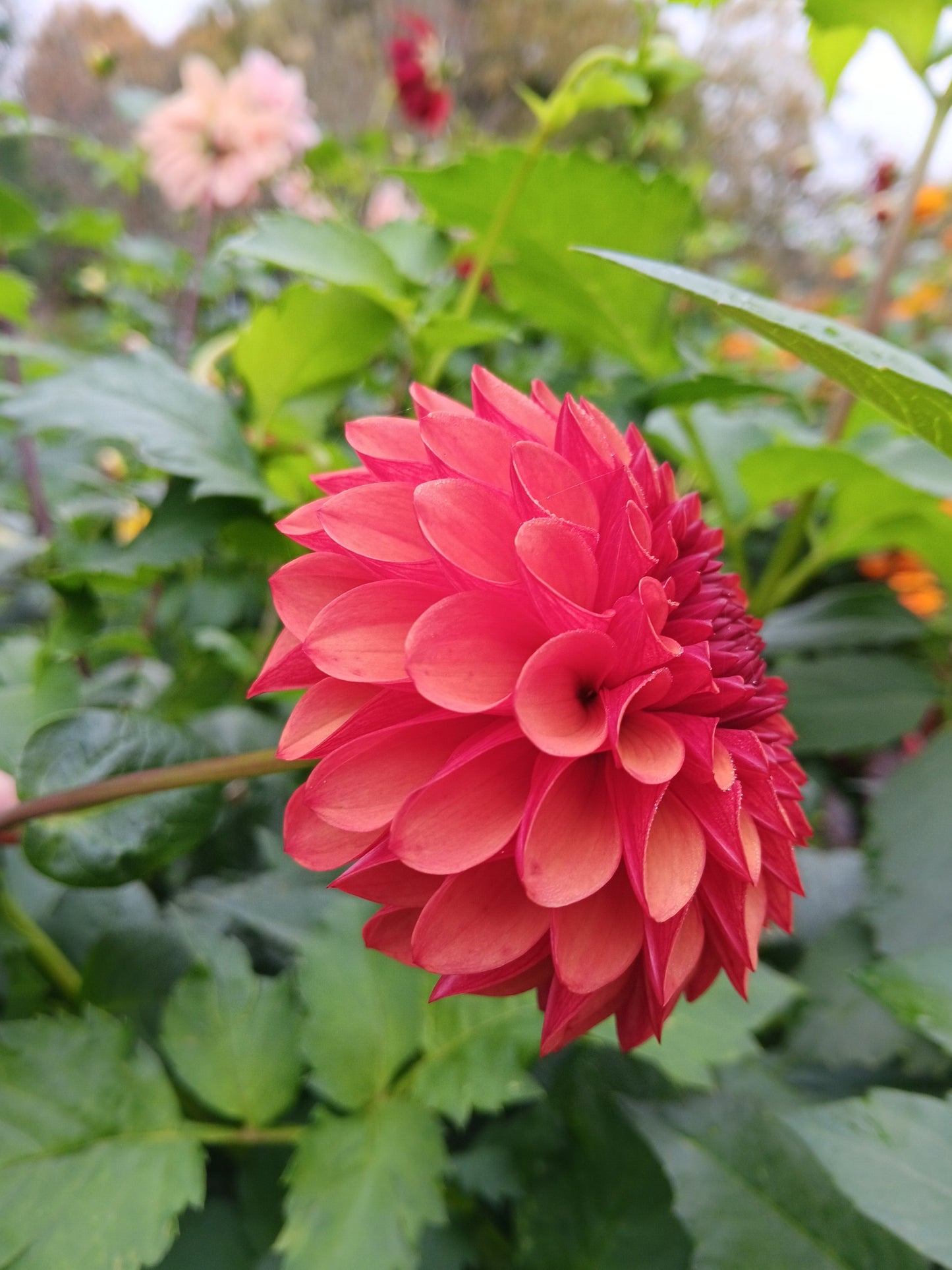 Dahlia Cornel Bronze