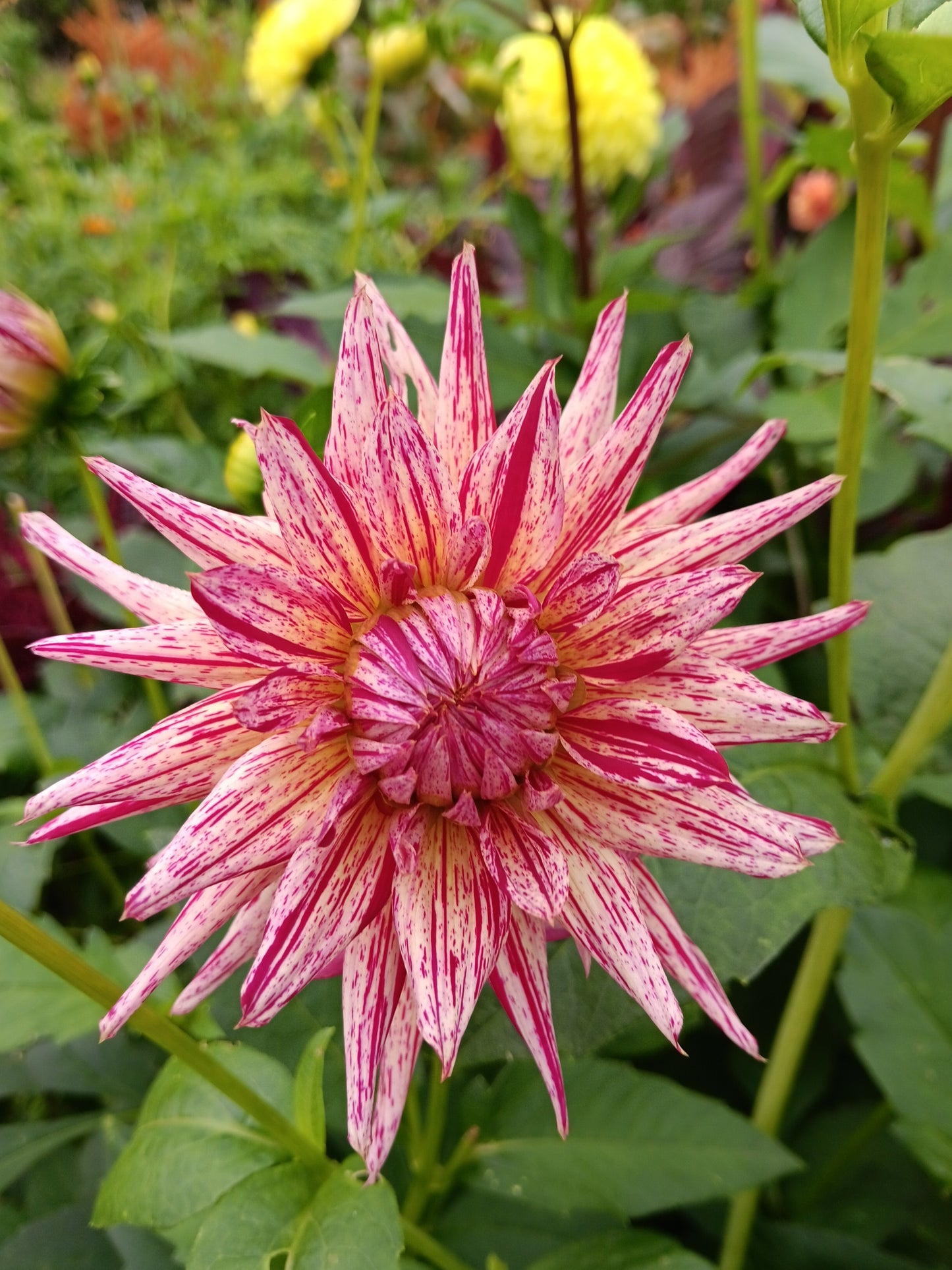 Dahlia Alain Mimoun
