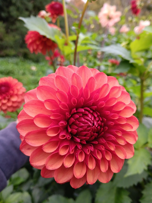 Dahlia Cornel Bronze