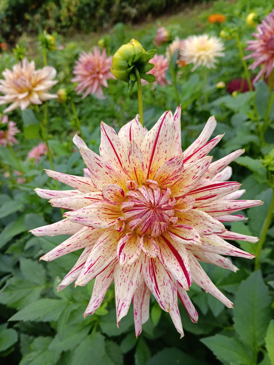 Dahlia Alain Mimoun